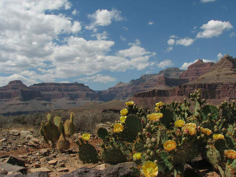 Grand Canyon - Prickly Pears in Flower